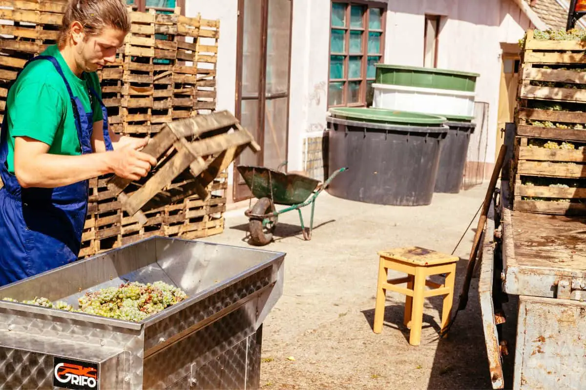 How Long Does It Take To Make Wine? Tasty Vino