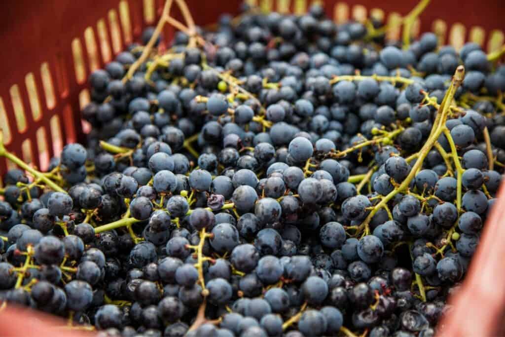 Is Merlot A Dry Wine? Tasty Vino