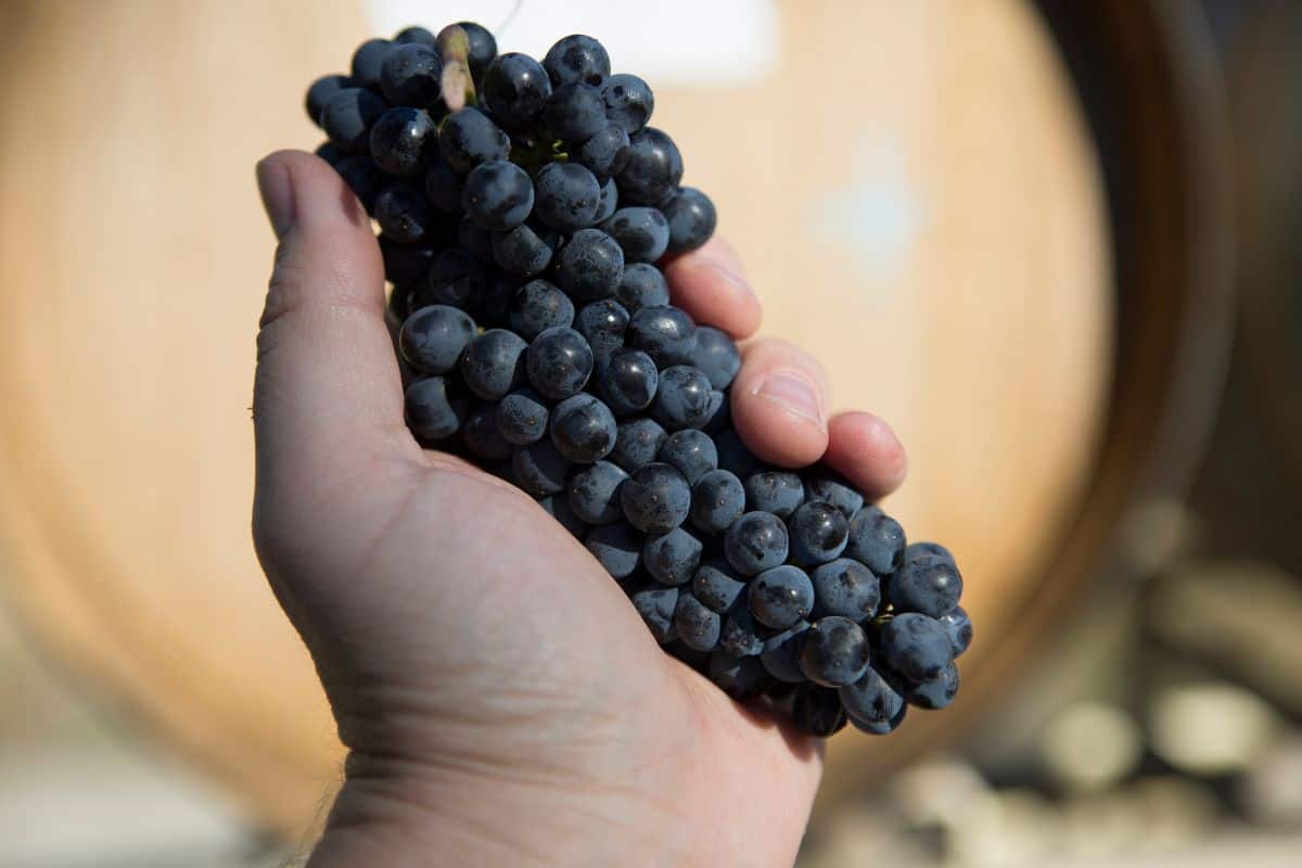 Pinot Noir Grapes