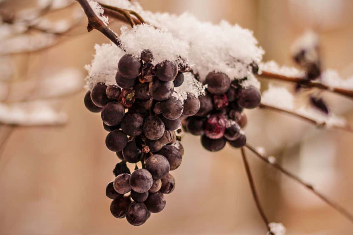 What Is Ice Wine?