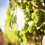 Introduction to Sauvignon Blanc: A White Wine for Everyone